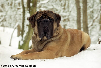 Meneer with snow on his nose
