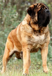Pure breeddog